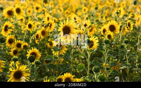 Sonnenblumenfeld am Abend Stockfoto