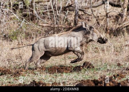 Warthog (Phacochoerus aethiopicus), männlich, Krüger-Nationalpark, Südafrika, Afrika. Warthog (Phacochoerus africanus) sind eine Unterart der echten Schweinefamilie Stockfoto