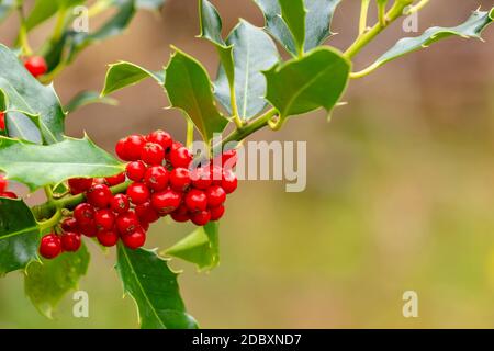 Hintergrund mit frischem Stechpalme mit roten Beeren in einer natürlichen Umgebung im Freien. Stockfoto