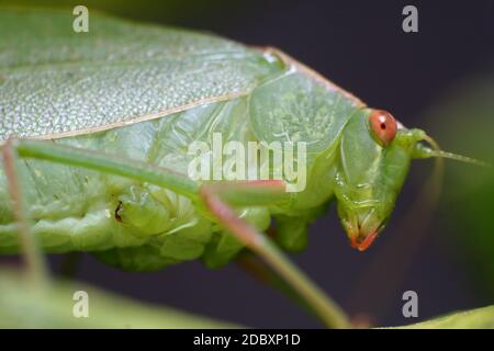 Kaugummiblatt Katydid (Torbia viridissima) Stockfoto