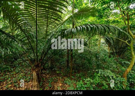 Der Dschungel von CUC Phuong bei Ninh Binh in Vietnam Stockfoto