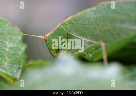 Kaugummiblatt Katydid (Torbia viridissima) Stockfoto