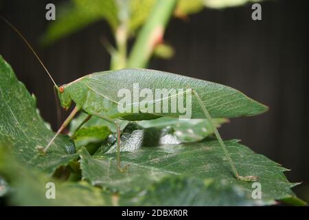 Gum Leaf Katydid (Torbia viridissima) steht regungslos auf einem Rosenblatt. Stockfoto