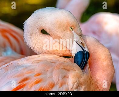 Der große Flamingo (Phoenicopterus roseus) ist die am weitesten verbreitete und größte Art der Flamingo-Familie Stockfoto