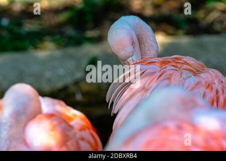 Der große Flamingo (Phoenicopterus roseus) ist die am weitesten verbreitete und größte Art der Flamingo-Familie Stockfoto