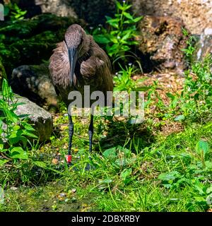 Scopus umbretta, bekannt als Hamerkop, ist ein mittelgroßer afrikanischer Watvögel Stockfoto