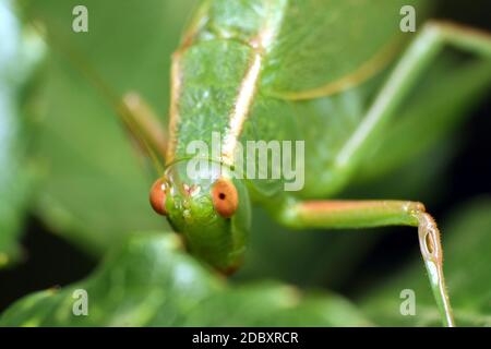 Gesichtsansicht eines Gum Leaf Katydid (Torbia viridissima) Stockfoto