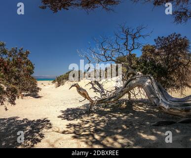 Großfrüchtige Wacholderbeeren (Juniperus macrocarpa) Baum auf sandigen Strand mit Bäumen und das Meer in der Ferne. Chrysi Insel, Ierapetra, Griechenland Stockfoto