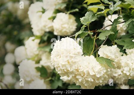 Kugelförmige große Cluster von weißen Blüten auf hohen Büschen mit grünen Blättern. Der blühende Baum. Natürlicher Hintergrund. Stockfoto