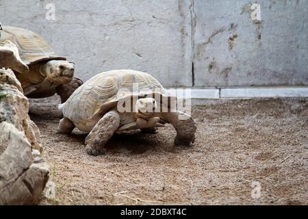 Nahaufnahme einer alten und riesigen Landschildkröte Stockfoto