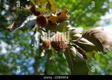 Frucht einer Kupferbuche Stockfoto