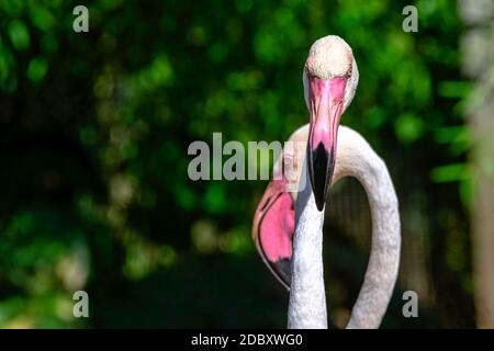 Der große Flamingo (Phoenicopterus roseus) ist die am weitesten verbreitete und größte Art der Flamingo-Familie Stockfoto