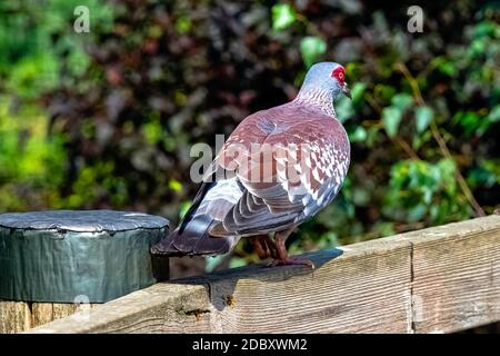 Columba Guinea, bekannt als gesprenkelte Taube oder afrikanische Felstaube Stockfoto