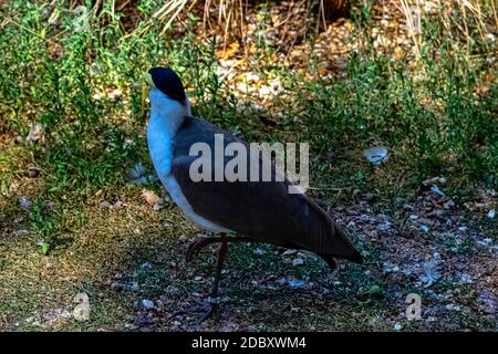 Vanellus Miles, bekannt als maskierter Kiebitz, maskierter oder Spornflügelpfeiffer, ist ein großer, häufiger und auffälliger Vogel, der in Australien beheimatet ist Stockfoto