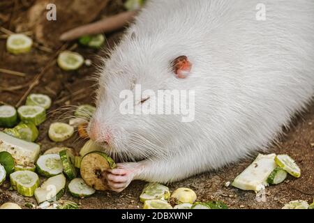 Weißer Coypu (Myocastor coypus), der Gemüse isst Stockfoto