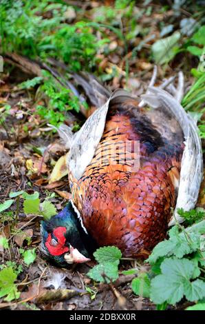 Gemeiner Fasan (Phasianus colchicus) tot Männchen gefunden von einem Fußweg Stockfoto