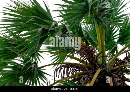 Zuckerpalme oder Tala (Borassus flabellifer) Baum und grüne Blätter isoliert auf weißem Hintergrund. Natürliches Muster von Zucker Palmblättern und Blütenc Stockfoto