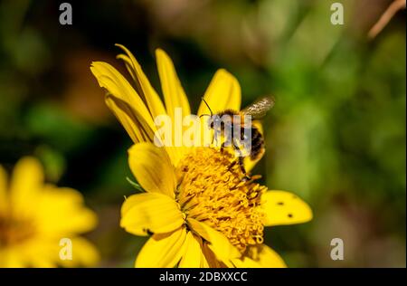 Bumblebee Stockfoto