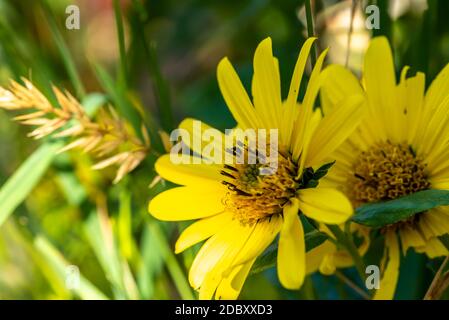 Sonnenauge im Garten Stockfoto