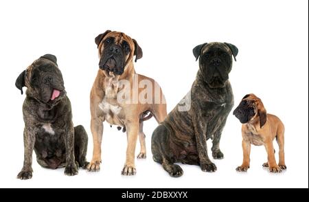 bullmastiffs Familie vor weißem Hintergrund Stockfoto