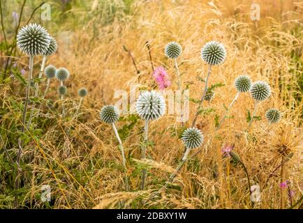 Nahaufnahme der Echinops Wiese Heilpflanze. Natur, Kräutermedizin, Umweltkonzept. Horizontale Ausrichtung, selektiver und weicher Fokus. Stockfoto