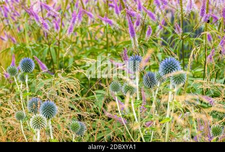 Nahaufnahme der Echinops Wiese Heilpflanze. Natur, Kräutermedizin, Umweltkonzept. Horizontale Ausrichtung, selektiver und weicher Fokus. Stockfoto