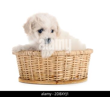 Junge Bichon Frise vor weißem Hintergrund Stockfoto