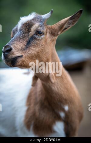 Charmantes Porträt einer Zwergziege Stockfoto