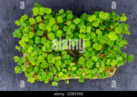 Micro-Green in der heimischen Küche für gesunde Lebensmittel, auf einem schwarzen Brett, Nahaufnahme. Stockfoto