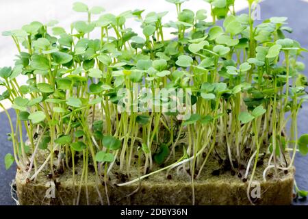 Micro-Green in der heimischen Küche für gesunde Lebensmittel, auf einem schwarzen Brett, Nahaufnahme. Stockfoto