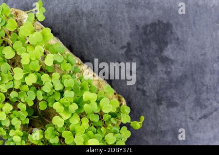 Micro-Green in der heimischen Küche für gesunde Lebensmittel, auf einem schwarzen Brett, Nahaufnahme. Stockfoto