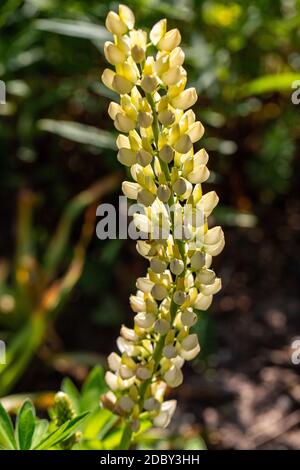 Blühende Blüten der Lupine im Garten - Lupinus polyphyllus Stockfoto