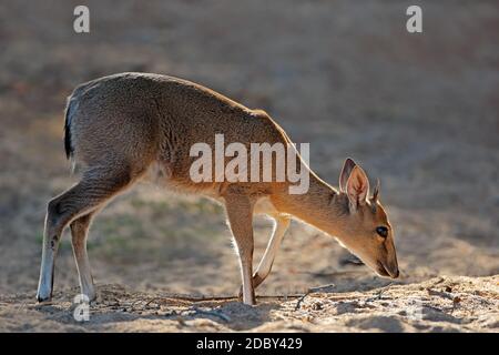 Fütterung gemeiner Duiker-Antilope (Sylvicapra grimmia), Kruger-Nationalpark, Südafrika Stockfoto