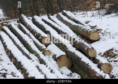 Bereit zum Transport der im Winterwald gelagerten Baumstämme Stockfoto