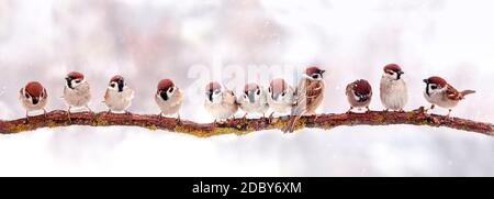 Panoramafoto mit einem Schwarm von Sperlingen sitzend Ein Zweig an einem Weihnachts-Winterschneetag Stockfoto