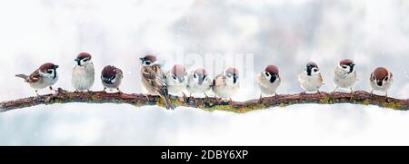 Panoramafoto mit einem Schwarm von Sperlingen sitzend Ein Zweig an einem Weihnachts-Winterschneetag Stockfoto