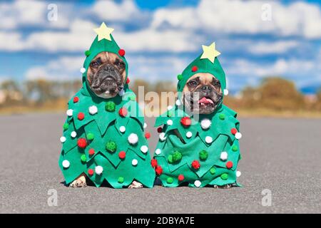 Lustige Paar Französisch Bulldogge Hunde tragen festliche Weihnachtsbaum Kostüme mit Kugeln und Sternen sitzen zusammen Stockfoto