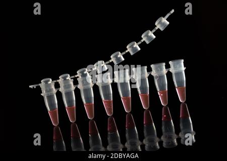 PCR-Mikroröhrchen zur Identifizierung von Coronaviren auf Schwarz. Hochwertige Fotos Stockfoto