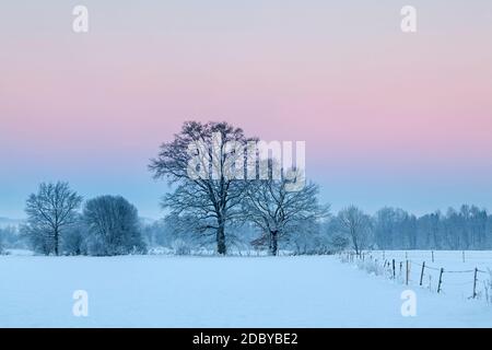 Geographie / Reisen, Deutschland, Bayern, Benediktbeuern, Baum im Moos bei Benediktbeuern im Winter, Additional-Rights-Clearance-Info-Not-available Stockfoto