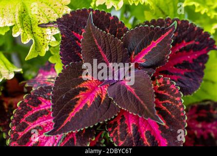 Die violetten und grünen Blätter eines Coleus Stockfoto