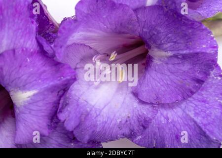 Nahaufnahme der violetten Gladiolusblüte Stockfoto