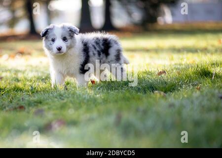 Little Border Collie Blue Merle Welpe 8 Wochen alt laufen Auf dem Gras im Park im Herbst Stockfoto