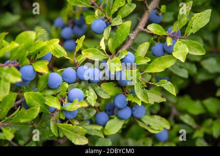 Prunus spinosa am Waldrand Stockfoto