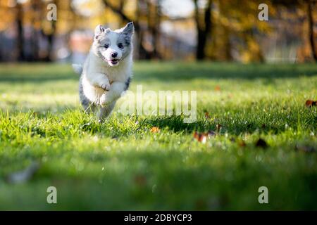 Kleiner Border Collie Blue Merle Welpe 8 Wochen alt läuft auf Gras in einem Park im Herbst, Vorderansicht Stockfoto