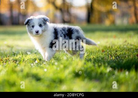 Kleiner Border Collie Blue Merle Welpe 8 Wochen alt steht auf Gras in einem Park im Herbst, Seitenansicht Stockfoto