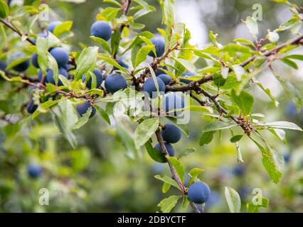 Prunus spinosa am Waldrand Stockfoto