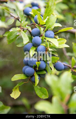 Prunus spinosa am Waldrand Stockfoto