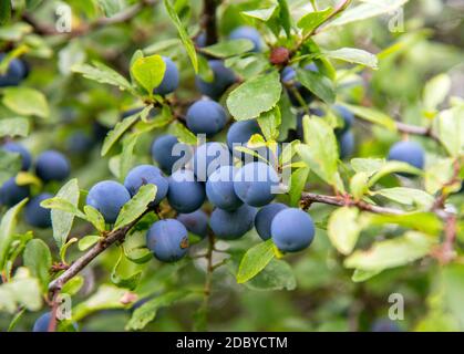 Prunus spinosa am Waldrand Stockfoto