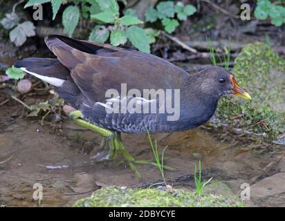 Grünes Teichhuhn Gallinula chloropus am Leimbach in Wiesloch Stockfoto