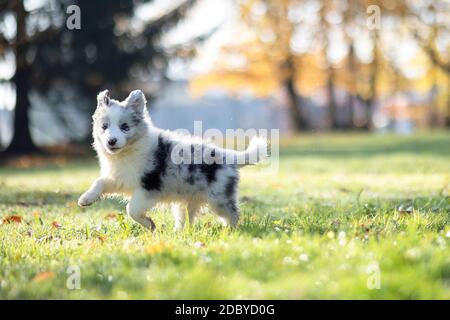 Kleiner Border Collie Blue Merle Welpe 8 Wochen alt läuft auf Gras in einem Park im Herbst, Vorderansicht Stockfoto